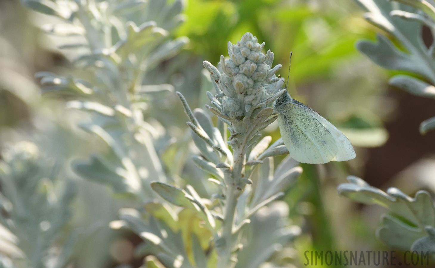 Pieris rapae [400 mm, 1/1250 sec at f / 7.1, ISO 1000]